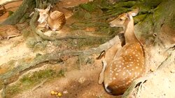 Wildlife scene. Beautiful young fallow whitetail deer, wild mammal animal in forest surrounding. Spotted, Chitals, Cheetal, Axis, Cervus nippon or Japanese deer grazing in natural habitat in the sun. Stock Footage