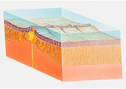 Corteza oceánica Instructional Video