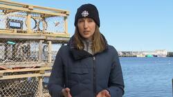 Lobster industry affecting federal race in some N.S. ridings News Clip