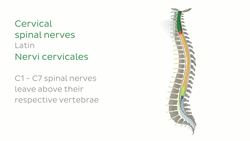 Vertebral column and spinal nerves Instructional Video