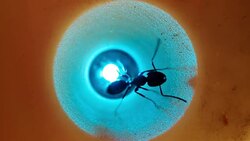 Extreme Close up intelligent Ant and Light 4K Stock Footage