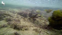 Incredible Octopus Catch! Instructional Video