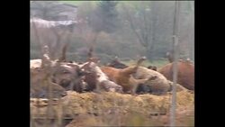 Crane lifting dead cows onto a pyre for incineration on a farm News Clip