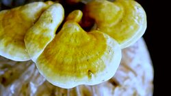 Panning : mature Lingzhi mushrooms on shelf Stock Footage