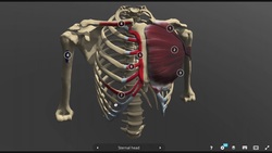 Pectoralis Major: Structure, Origins, Insertions, and More (+ 3D models) Instructional Video