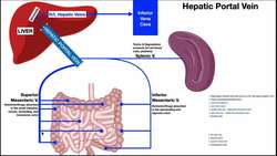 The Hepatic Portal System EXPLAINED! Instructional Video