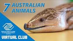 Bearded Dragons, Skinks, & More: Learn About 7 Australian Animals Instructional Video