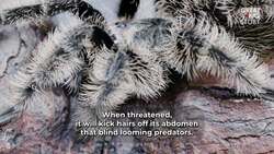 This Tarantula’s Curly Hair is a Weapon In Disguise Instructional Video