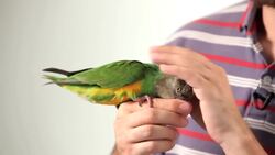 How to Pet a Parrot Instructional Video