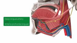 Neurovasculature of the tongue Instructional Video