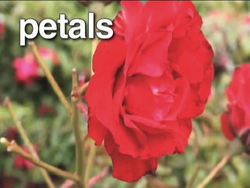 Plants With Flowers: Flower Parts Instructional Video