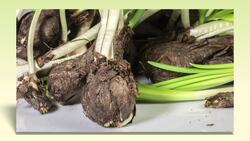 Inherited and Acquired Traits of Plants Instructional Video