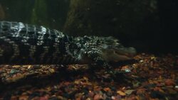 Why These Prehistoric Animals Are So Important to the Life of the South Carolina Aquarium Instructional Video