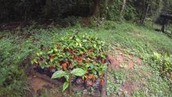 Conserving biodiversity in Central Africa Instructional Video