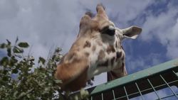 Tallest Living Animal: Giraffes and their Unique Personalities Instructional Video