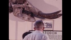 1970s: People look at exhibit devoted to elephants Stock Footage