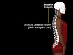 Superior and Inferior Instructional Video