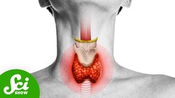 This One Small Organ Affects Everything Instructional Video