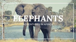 A Love Letter to African Elephants Instructional Video
