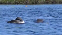 Red-Throated loon, gavia stellata, parent and baby, young bird spreading wings Stock Footage