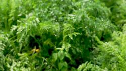 East End: Sang Lee Farms Instructional Video