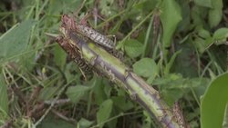 CLEAN : New vast swarm of desert locusts hits Kenya News Clip