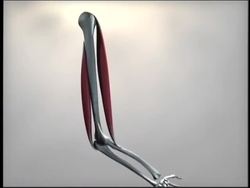 Skin, Skeletal, and Muscular Systems: Muscles in Action Instructional Video