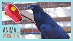 Training Our Raven Didn't Go As Planned Instructional Video