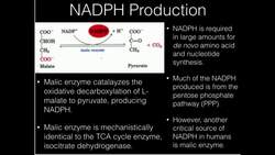 Malic Enzyme Makes NADPH Instructional Video