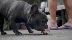 Senior Asian man feed food to french two bulldog. Concept: a parodist dog, favorite animals, true friends, a dog's pedigree, a friend's dog, a small wool, play Stock Footage