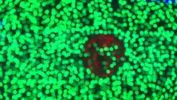 Lisbon's Christmas tree of lights turned on Instructional Video