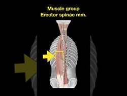 Testing Back muscles #Shorts Part B Instructional Video
