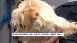 2 small dogs abandoned at Sunken Meadow State Park; police seek public’s help to find suspect News Clip