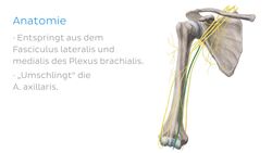 Nervus medianus Instructional Video