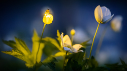 TED: The luminous mystery of fireflies | Wan Faridah Akmal Jusoh Instructional Video