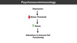 Psychoneuroimmunology | How Stress and Depression Make You Sick Instructional Video