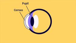 Eye Floaters: Shadows of Debris in Your Eyes Instructional Video