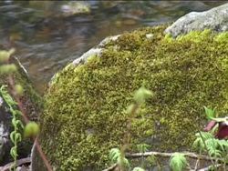 Origin and Diversity of Plants: Video Assessment Instructional Video