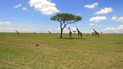group of giraffes in savanna at africa Stock Footage
