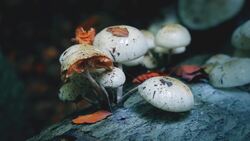 Neanderthals Vs Homo Sapiens: Different Species Or Subspecies? Instructional Video