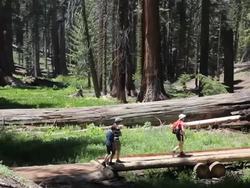 Trees: Importance of Trees Instructional Video