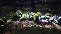 mussels in Aquarium Stock Footage