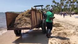 CLEAN : Punta Cana: beaches choked with stinky seaweed could be the new normal News Clip