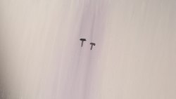 TED-Ed: Iseult Gillespie: Frida Kahlo: The woman behind the legend Instructional Video