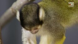 Meet Musetta The Extraordinary Squirrel Monkey Instructional Video