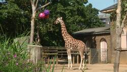Yurts, house boats and London Zoo - quirky places to stay Instructional Video