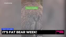 Today Explained: Alaska's Fat Bear Week News Clip