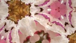 defocused , Surreality abstract motion graphics Stock Footage