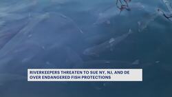 New York, New Jersey & Delaware sued for failing to protect endangered Atlantic sturgeon News Clip