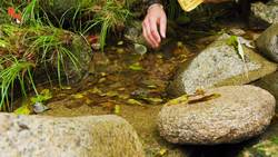 Poisonous NEWT can be DEADLY! Instructional Video